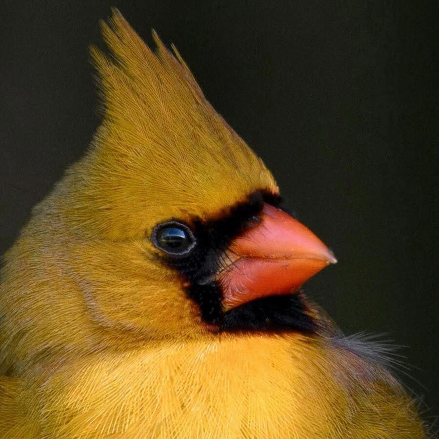 yellow cardinal