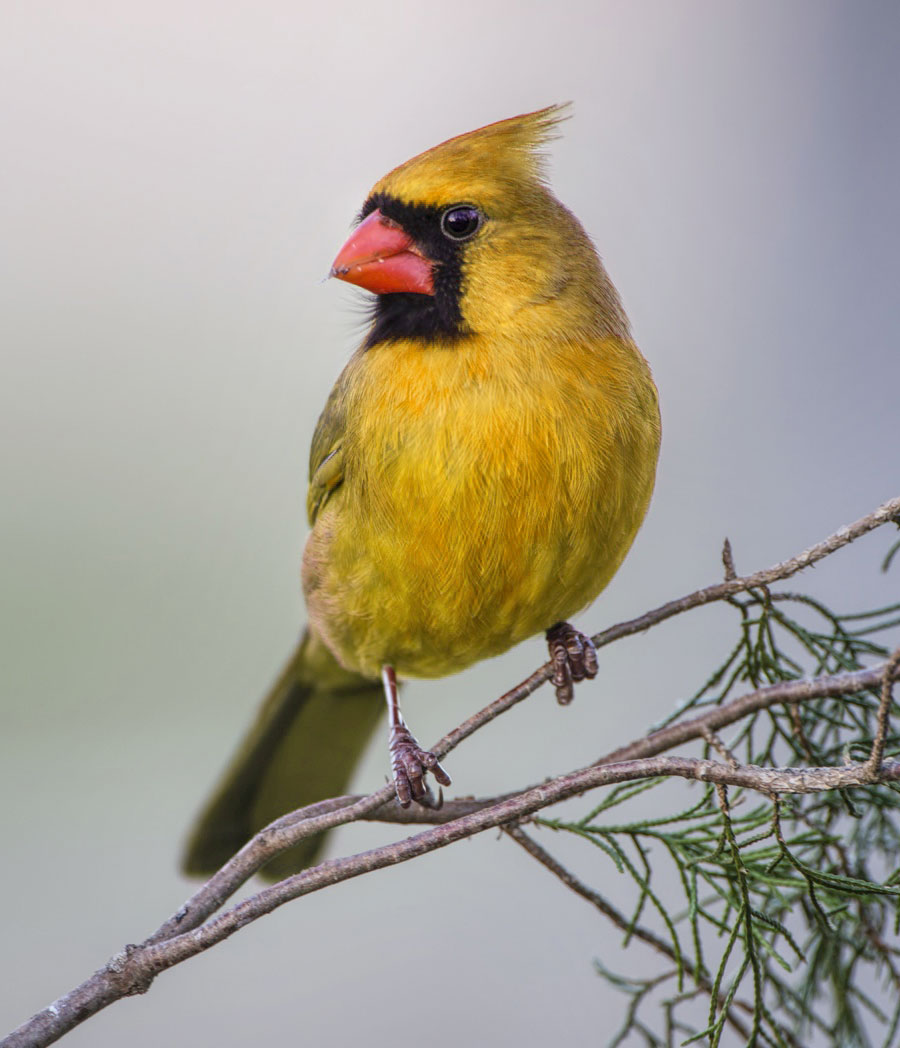 yellow cardinal
